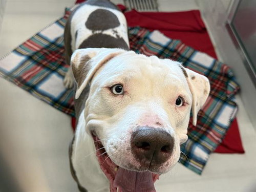 SPARKY, a dog for adoption from Grand Prairie Animal Services