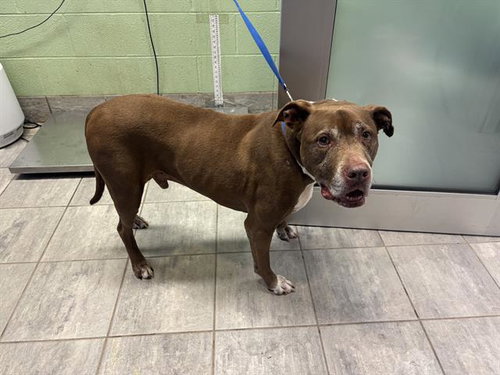 MILO, a dog for adoption from Grand Prairie Animal Services