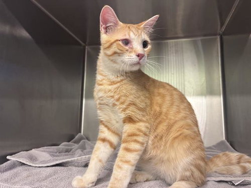 NICK FURY, a cat for adoption from Grand Prairie Animal Services