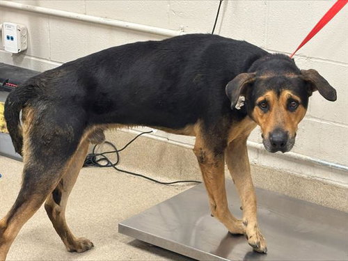 HOUDINI, a dog for adoption from Grand Prairie Animal Services