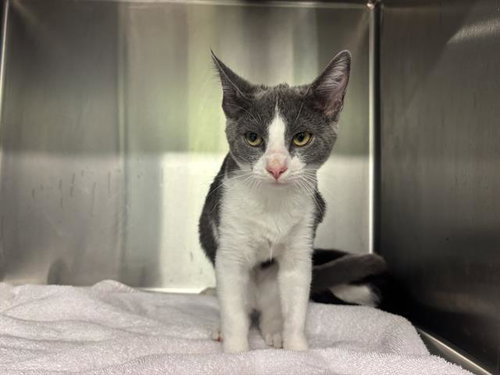 SARAH, a cat for adoption from Grand Prairie Animal Services