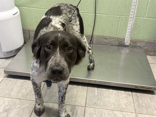 SABRINA, a dog for adoption from Grand Prairie Animal Services