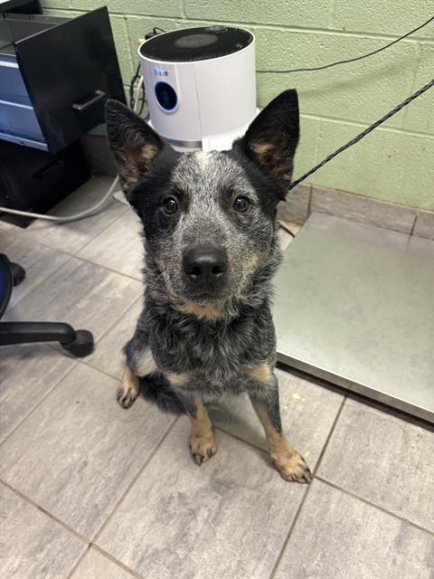 LUCKY, a dog for adoption from Grand Prairie Animal Services