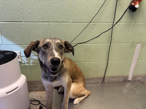 MISA, a dog for adoption from Grand Prairie Animal Services