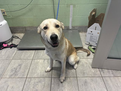 MAKI, a dog for adoption from Grand Prairie Animal Services