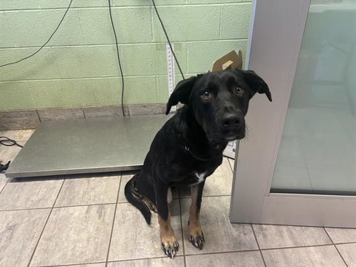 MAZI, a dog for adoption from Grand Prairie Animal Services