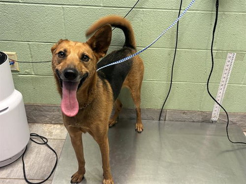 BELLA, a dog for adoption from Grand Prairie Animal Services