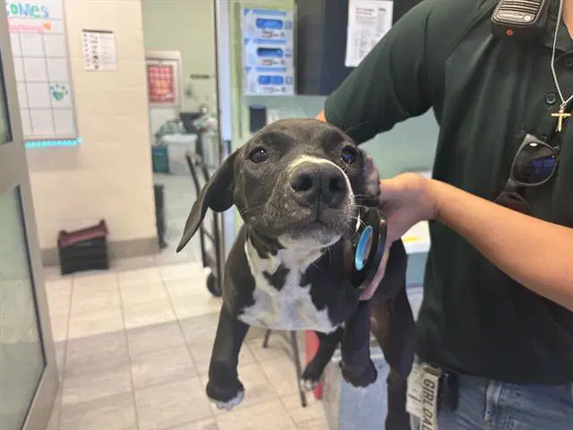 Velma - American Pit Bull Terrier