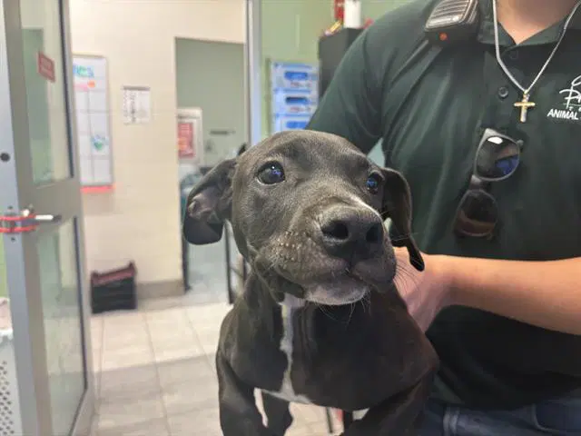 Fred - American Pit Bull Terrier