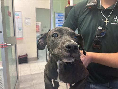 FRED, a dog for adoption from Grand Prairie Animal Services