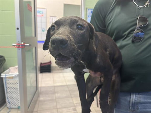 DAPHNE, a dog for adoption from Grand Prairie Animal Services