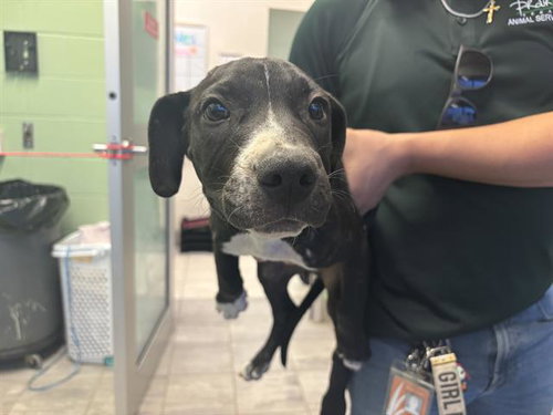 SCOOBY, a dog for adoption from Grand Prairie Animal Services