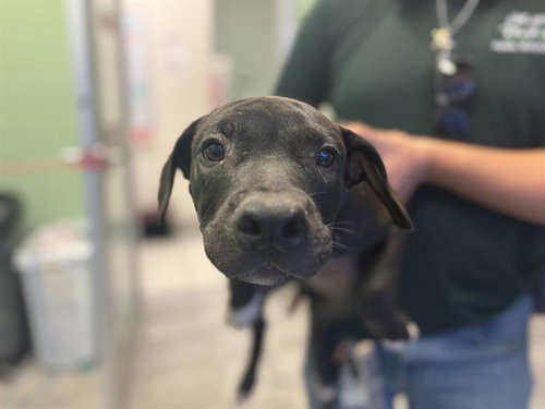 SHAGGY, a dog for adoption from Grand Prairie Animal Services