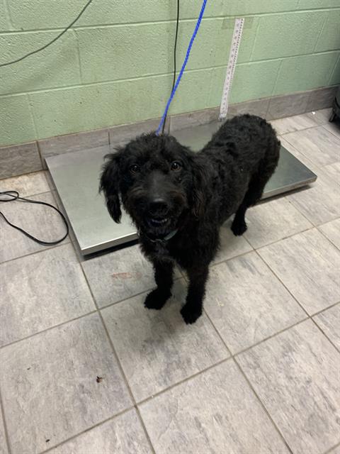 KIARA, a dog for adoption from Grand Prairie Animal Services