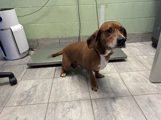 Gus - Basset Hound