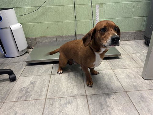 GUS, a dog for adoption from Grand Prairie Animal Services