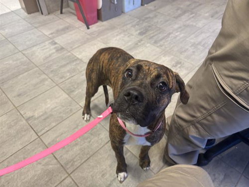 SOPHIE, a dog for adoption from Grand Prairie Animal Services