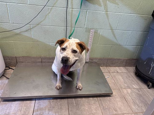 ROSIE, a dog for adoption from Grand Prairie Animal Services