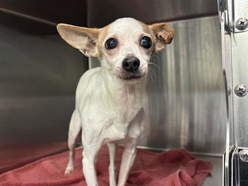 CHIQUITA, a dog for adoption from Grand Prairie Animal Services