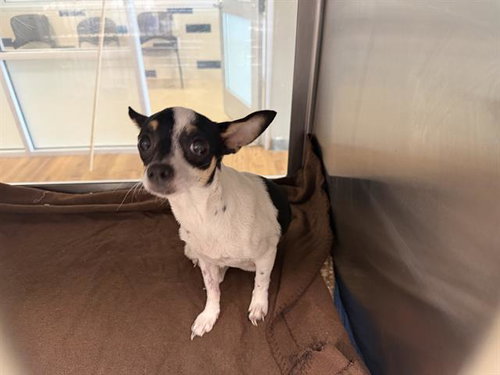 MISTY, a dog for adoption from Grand Prairie Animal Services