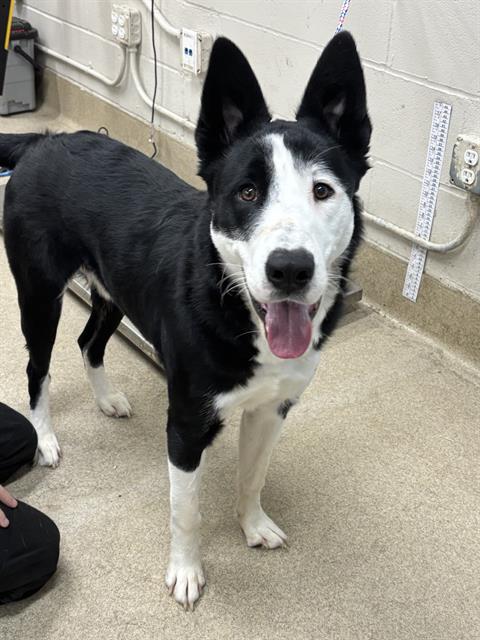 EDDIE, a dog for adoption from Grand Prairie Animal Services
