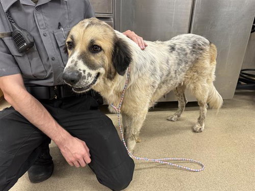 BEATRIZ, a dog for adoption from Grand Prairie Animal Services