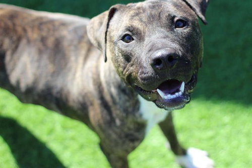 SIDECAR, a dog for adoption from Grand Prairie Animal Services