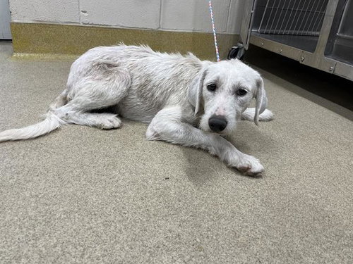 JOANNA, a dog for adoption from Grand Prairie Animal Services
