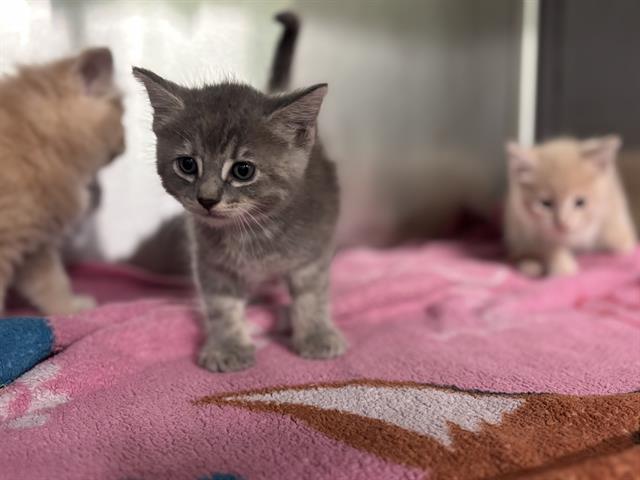 Chai, Domestic Short Hair
