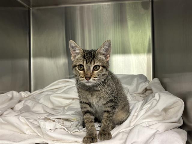 Clove, Domestic Short Hair