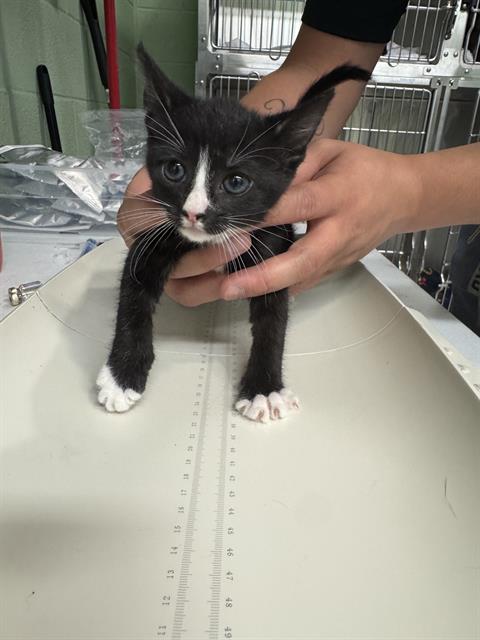 WINIFRED, a cat for adoption from Grand Prairie Animal Services