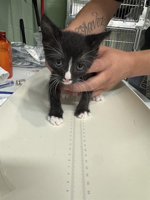 MARY, a cat for adoption from Grand Prairie Animal Services