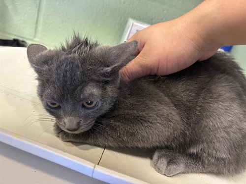SIMON, a cat for adoption from Grand Prairie Animal Services