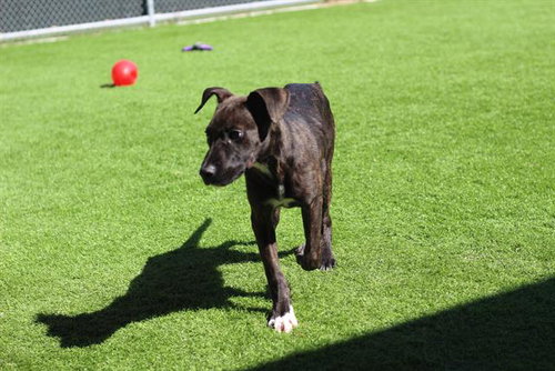 LUNA, a dog for adoption from Grand Prairie Animal Services
