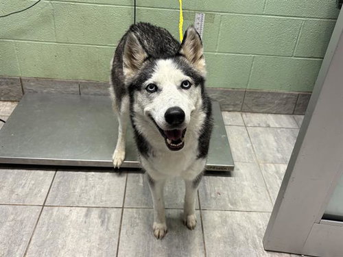 SHEBA, a dog for adoption from Grand Prairie Animal Services