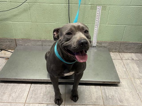 ROCKY, a dog for adoption from Grand Prairie Animal Services