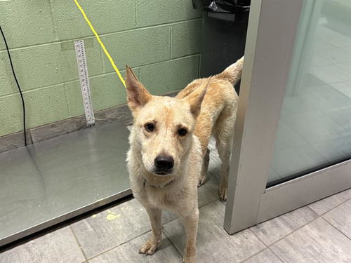 LUCINDA, a dog for adoption from Grand Prairie Animal Services