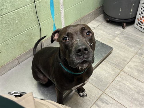 ACE, a dog for adoption from Grand Prairie Animal Services