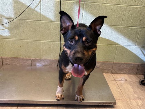 ROCKY, a dog for adoption from Grand Prairie Animal Services
