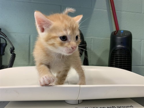 GRAVY, a cat for adoption from Grand Prairie Animal Services