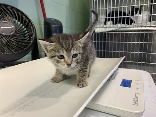 MASHED POTATOES, a cat for adoption from Grand Prairie Animal Services