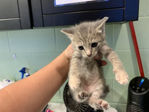 GREEN BEANS, a cat for adoption from Grand Prairie Animal Services