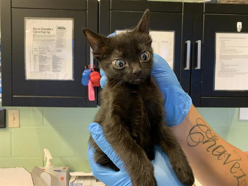 LAUREL, a cat for adoption from Grand Prairie Animal Services
