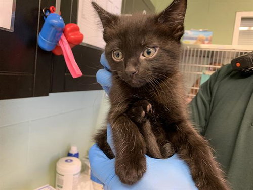 CINDER, a cat for adoption from Grand Prairie Animal Services