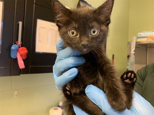 PAI PAI, a cat for adoption from Grand Prairie Animal Services