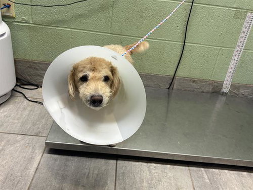 BISCUIT, a dog for adoption from Grand Prairie Animal Services