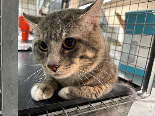 KITTY BOO, a cat for adoption from Grand Prairie Animal Services