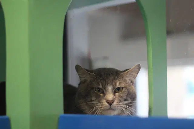 Kitty Boo image 1