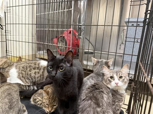EBONEY, a cat for adoption from Grand Prairie Animal Services