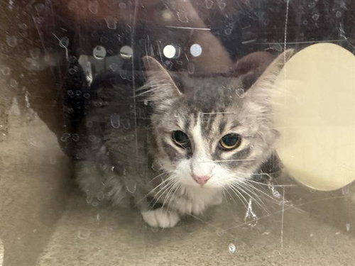 HIPPIE CHICK, a cat for adoption from Grand Prairie Animal Services